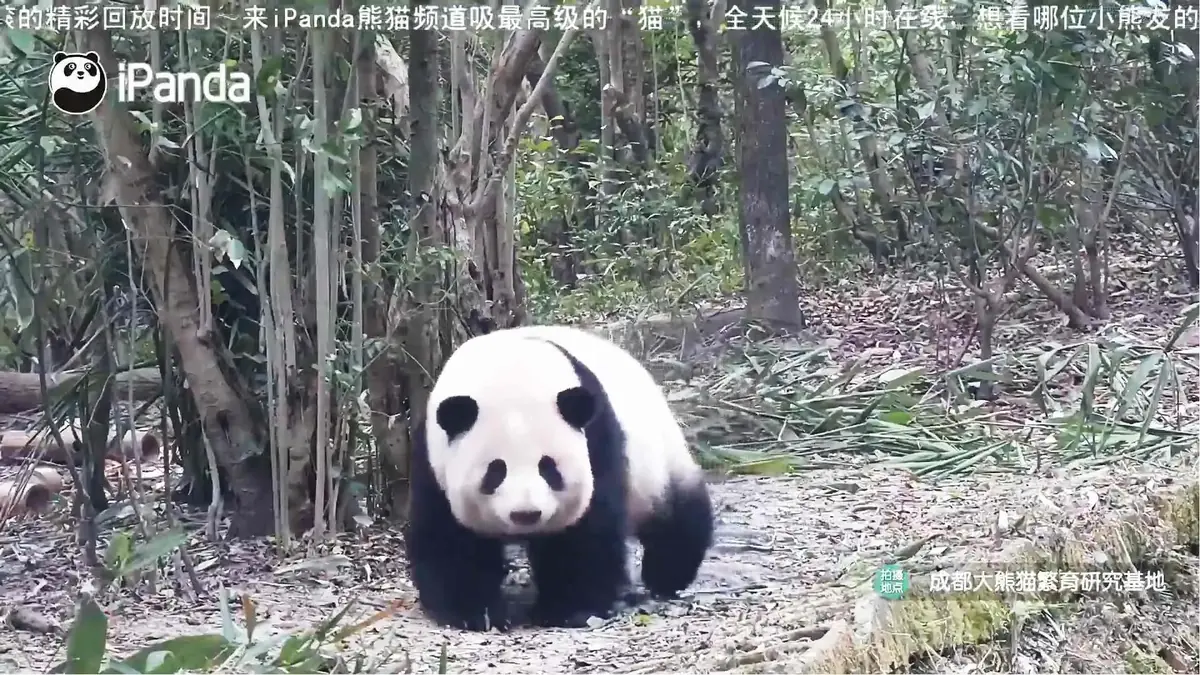 Giant Panda Habitat Live Camera - Chengdu, Sichuan, China